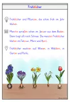 Vorschau - Arbeitsblätter - Narzisse – Wissenskartei & Steckbrief Frühblüher Klasse 1-2 - Seite 1