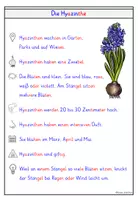 Vorschau - Arbeitsblätter - Hyazinthe – Wissenskartei & Steckbrief Frühblüher Kl. 1 & 2 - Seite 3