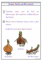 Vorschau - Arbeitsblätter - Vergissmeinnicht – Wissenskartei & Steckbrief Frühblüher - Seite 2
