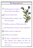 Vorschau - Arbeitsblätter - Vergissmeinnicht – Wissenskartei & Steckbrief Frühblüher - Seite 3