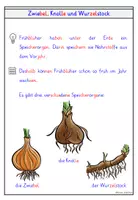 Vorschau - Arbeitsblätter - Gänseblümchen – Wissenskartei & Steckbrief Frühblüher - Seite 2
