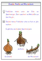 Vorschau - Arbeitsblätter - Buschwindröschen – Wissenskartei & Steckbrief Frühblüher - Seite 2