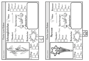 Vorschau - Arbeitsblätter - Alle Frühblüher Klasse 1-4 FLIPBOOK mit Steckbriefen - Seite 3