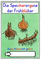 Vorschau - Arbeitsblätter - Speicherorgane Frühblüher ARBEITSHEFT Klasse 1-4 - Seite 3