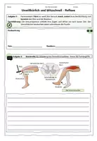 Vorschau - Stundenentwürfe - Reflex oder bewusste Handlung? // Nervensystem - Seite 2