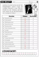 Vorschau - Arbeitsblätter - DAS SKELETT - KNOCHENDETEKTIVE - Seite 3
