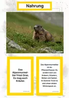 Vorschau - Stationenlernen - Tiere aus Europa (Montessori Lernkarten) – Spielerisch entdecken & verstehen - Seite 2