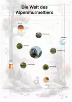 Vorschau - Arbeitsblätter - Das Alpenmurmeltier – Steckbrief inklusive – Tiere Europas – Montessori Lernkarten (Kontinente entdecken) - Seite 3