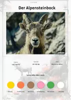 Vorschau - Arbeitsblätter - Der Alpensteinbock – Steckbrief inklusive – Tiere Europas – Montessori Lernkarten (Kontinente entdecken) - Deckblatt