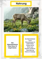 Vorschau - Arbeitsblätter - Der Alpensteinbock – Steckbrief inklusive – Tiere Europas – Montessori Lernkarten (Kontinente entdecken) - Seite 1