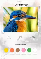 Vorschau - Stationenlernen - Der Eisvogel – Steckbrief inklusive – Tiere Europas – Montessori Lernkarten (Kontinente entdecken) - Deckblatt
