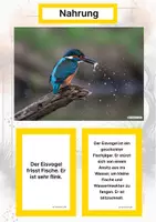 Vorschau - Stationenlernen - Der Eisvogel – Steckbrief inklusive – Tiere Europas – Montessori Lernkarten (Kontinente entdecken) - Seite 1