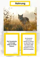 Vorschau - Stationenlernen - Der Eurasische Luchs – Steckbrief inklusive – Tiere Europas – Montessori Lernkarten (Kontinente entdecken) - Seite 1