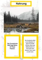 Vorschau - Arbeitsblätter - Der Eurasische Wolf – Steckbrief inklusive – Tiere Europas – Montessori Lernkarten (Kontinente entdecken) - Seite 1