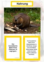 Vorschau - Stationenlernen - Der Europäische Biber – Steckbrief inklusive – Tiere Europas – Montessori Lernkarten (Kontinente entdecken) - Seite 1