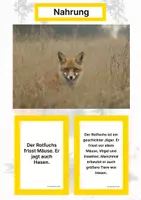 Vorschau - Stationenlernen - Der Rotfuchs – Steckbrief inklusive – Tiere Europas – Montessori Lernkarten (Kontinente entdecken) - Seite 1