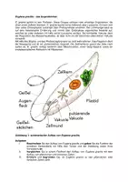 Vorschau - Arbeitsblätter - Materialpaket: Klausuren im Fach Biologie für die Einführungsphase - Deckblatt