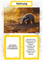 Vorschau - Stationenlernen - Waldtiere (Montessori Lernkarten) – Spielerisch entdecken & verstehen - Seite 1