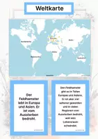 Vorschau - Arbeitsblätter - Der Feldhamster – Steckbrief inklusive – Tiere Europas – Montessori Lernkarten (Kontinente entdecken) - Seite 2