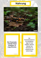 Vorschau - Stationenlernen - Der Feuersalamander – Steckbrief inklusive – Tiere Europas – Montessori Lernkarten (Kontinente entdecken) - Seite 1