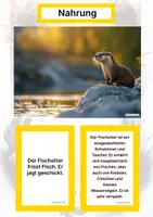Vorschau - Arbeitsblätter - Der Fischotter – Steckbrief inklusive – Tiere Europas – Montessori Lernkarten (Kontinente entdecken) - Seite 1
