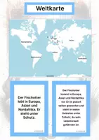 Vorschau - Arbeitsblätter - Der Fischotter – Steckbrief inklusive – Tiere Europas – Montessori Lernkarten (Kontinente entdecken) - Seite 2