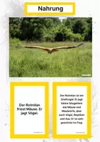 Vorschau - Stationenlernen - Der Rotmilan – Steckbrief inklusive – Tiere Europas – Montessori Lernkarten (Kontinente entdecken) - Seite 1