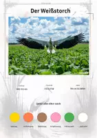 Vorschau - Stationenlernen - Der Weißstorch – Steckbrief inklusive – Tiere Europas – Montessori Lernkarten (Kontinente entdecken) - Deckblatt
