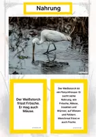 Vorschau - Stationenlernen - Der Weißstorch – Steckbrief inklusive – Tiere Europas – Montessori Lernkarten (Kontinente entdecken) - Seite 1
