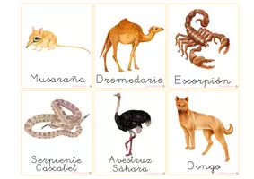 Vista previa - Refuerzo / NEE / Materiales de apoyo - ANIMALES DEL DESIERTO - VOCABULARIO: Tarjetas 3 partes. Montessori. - página 2