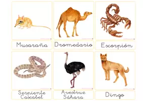 Vista previa - Refuerzo / NEE / Materiales de apoyo - ANIMALES DEL DESIERTO - VOCABULARIO: Tarjetas 3 partes. Montessori. - página 3