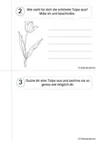 Vorschau - Arbeitsblätter - Forscherheft Tulpe Frühblüher Klasse 1 2 3 4 - Seite 3