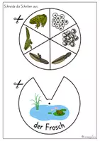 Vorschau - Mal- und Bastelvorlagen - Drehscheibe Frosch (Lebenszyklus) - Seite 3