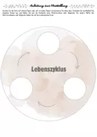 Vorschau - Arbeitsblätter - Lebenszyklen von Tieren | Bildkarten für Kindergarten & Vorschule - Seite 3