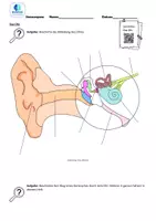 Vorschau - Arbeitsblätter - Das Ohr- Aufbau und Funktion mit Lösungen - Deckblatt