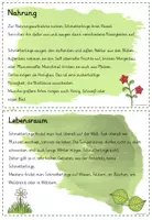 Vorschau - Arbeitsblätter - Wissenskartei/Abschreibkartei Schmetterling (analog und als interaktive PDF) - Seite 3