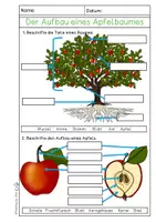 Vorschau - Arbeitsblätter - Apfel - differenzierte Arbeitsblätter/ Lerntheke + Lösung - Seite 1