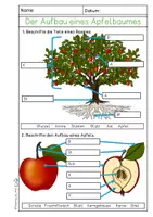 Vorschau - Arbeitsblätter - Apfel - differenzierte Arbeitsblätter/ Lerntheke + Lösung - Seite 2