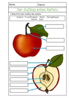Vorschau - Arbeitsblätter - Apfel - differenzierte Arbeitsblätter/ Lerntheke + Lösung - Seite 3