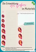 Vorschau - Stundenentwürfe - Die Entwicklung des Babies - differenziertes Material mit Tafelmaterial und Stundenverlsaufsplan - Deckblatt