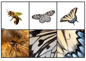 Aperçu - Apprentissages en autonomie - Le jeu du zoom sur les insectes - Page 3