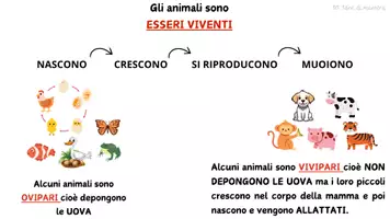 anteprima - Materiale di supporto/inclusione - Gli essere viventi - Pagina 1