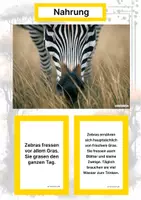 Vorschau - Arbeitsblätter - Das Zebra – Steckbrief inklusive – Tiere Afrikas – Montessori Lernkarten (Kontinente entdecken) - Seite 1