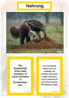 Vorschau - Arbeitsblätter - Der Ameisenbär – Steckbrief inklusive – Tiere Südamerikas – Montessori Lernkarten (Kontinente entdecken) - Seite 1