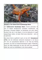 Vorschau - Arbeitsblätter - Tod im Goldrausch – Mystery zu Synapsengiften - Seite 3