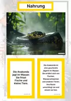 Vorschau - Arbeitsblätter - Die Anakonda – Steckbrief inklusive – Tiere Südamerikas – Montessori Lernkarten (Kontinente entdecken) - Seite 1