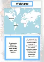 Vorschau - Arbeitsblätter - Die Anakonda – Steckbrief inklusive – Tiere Südamerikas – Montessori Lernkarten (Kontinente entdecken) - Seite 2