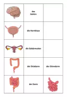 Vorschau - Arbeitsblätter - Materialpaket: Alle "Wo liegt ...? AB + "Finde das Paar" // Biologie Vorwissen aktivieren - Seite 2
