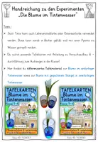 Vorschau - Arbeitsblätter - Blumen färben Klasse 3-4 - Experiment im Frühling - Seite 2