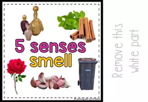 Voorbeeld - Montessori Five senses matching activity | Sense of smell adapted book SPED - Pagina 3